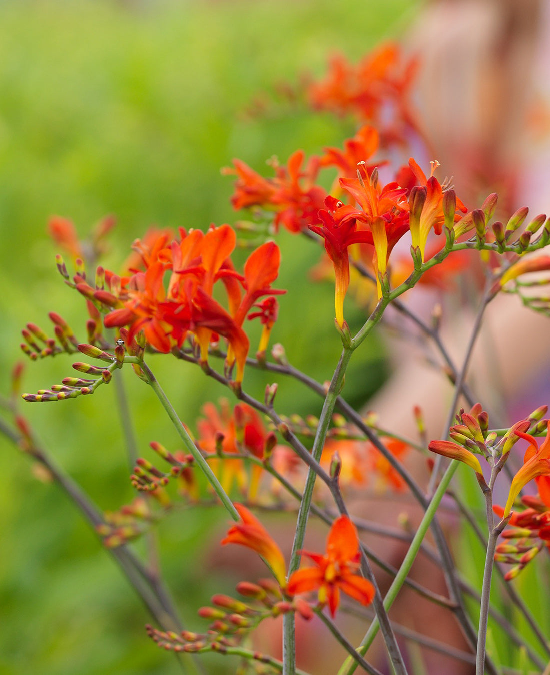 Lucifer Crocosmia - 5 bulbs