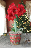 Magnificent Amaryllis Bulb Gift