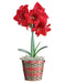 Magnificent Amaryllis Bulb Gift