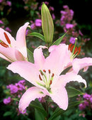 Marco Polo Oriental Lily - 5 bulbs