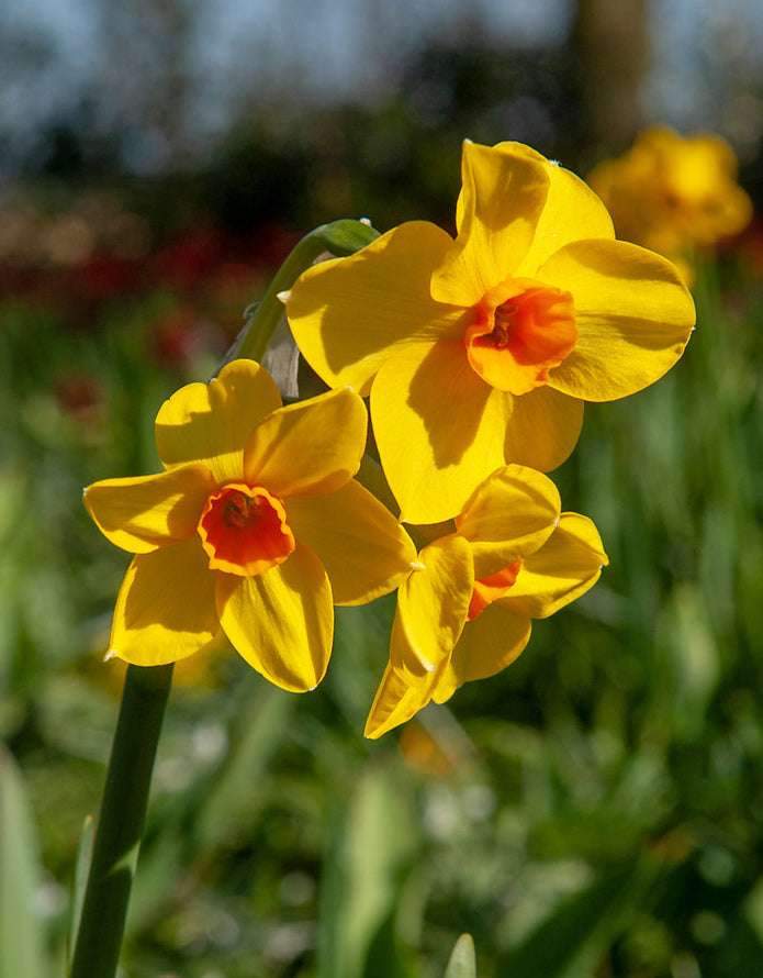 Martinette Jonquilla Daffodil - 10 bulbs