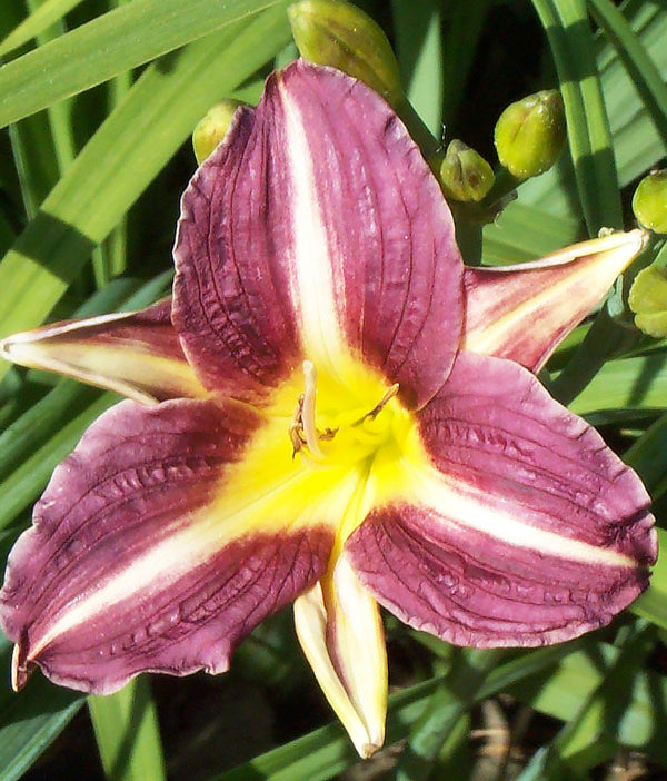 Mary Reed Reblooming Daylily - 3 root divisions