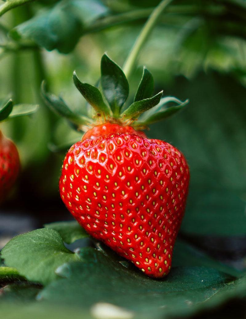 Mary's Peak Strawberry - 5 root divisions