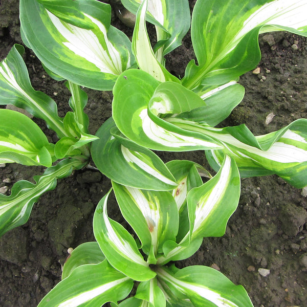 Medio Variegata Hosta
