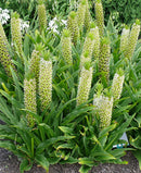 Meguru Pineapple Lily - 3 tubers