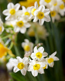 Minnow Tazetta Daffodil - 10 bulbs