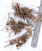 Miscanthus Purpurascens - Flame Grass - 3 bareroot plants