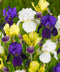Mixed Bearded Iris - 3 bareroot plants