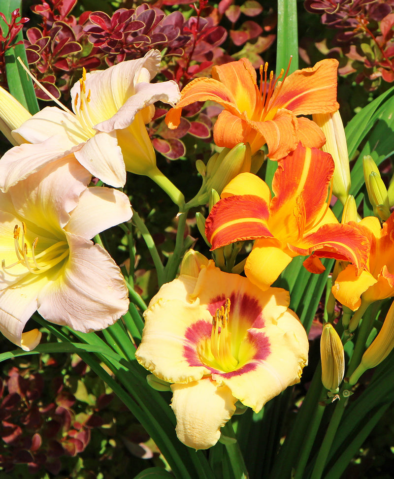 Mixed Daylilies - 9 root divisions