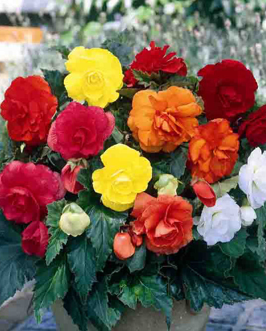 Mixed Double Begonias - 9 tubers