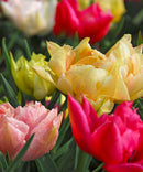 Mixed Double Early Tulips - 30 bulbs