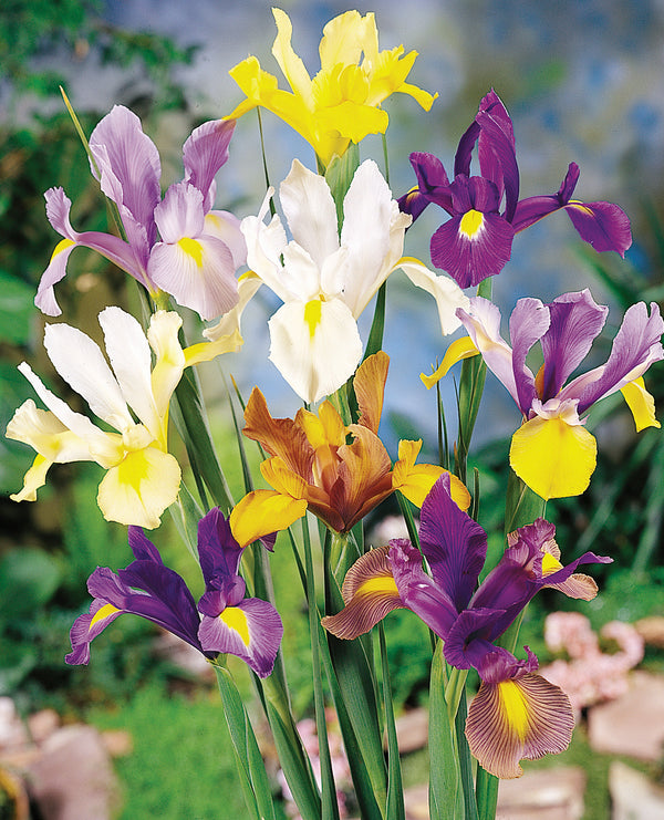 Mixed Dutch Iris hollandica - 30 bulbs