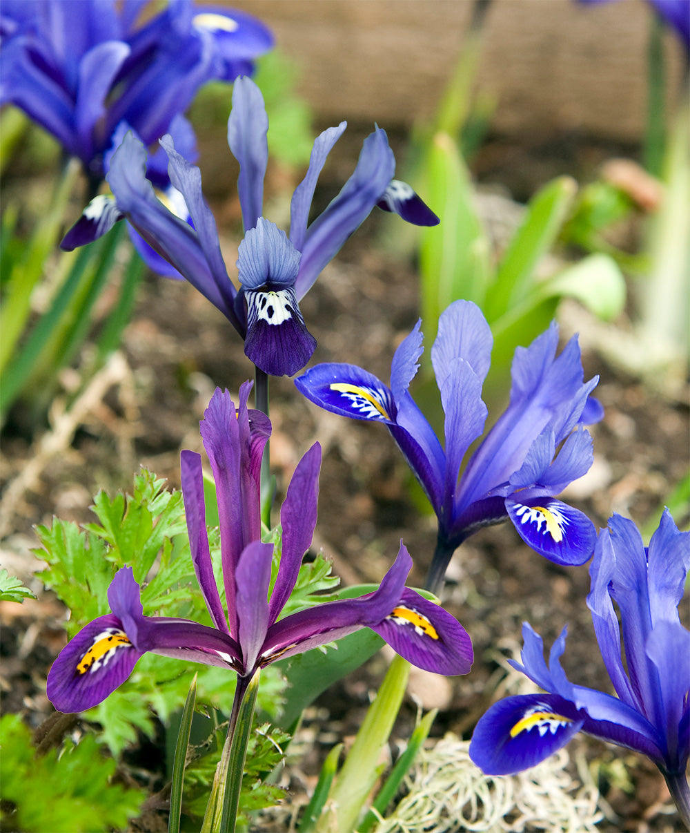 Mixed Dwarf Iris reticulata - 30 bulbs