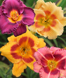 Mixed Eyezone Daylilies - 9 root divisions