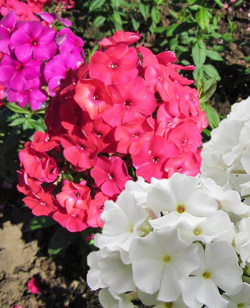 Mixed Flame Compact Phlox - 9 root divisions