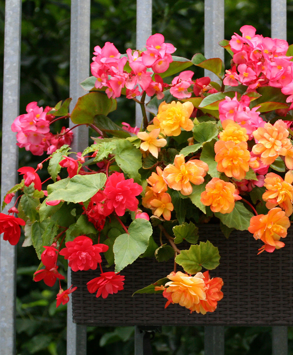 Mixed Fragrant Hanging Basket Begonia 3 tubers BloomingBulb
