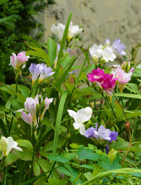 Mixed Freesia - 15 bulbs