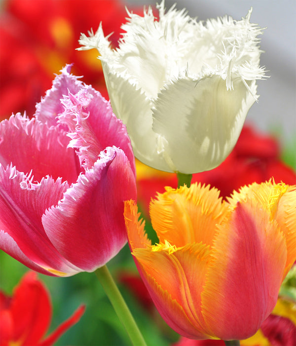 Mixed Fringed Tulips - 30 bulbs
