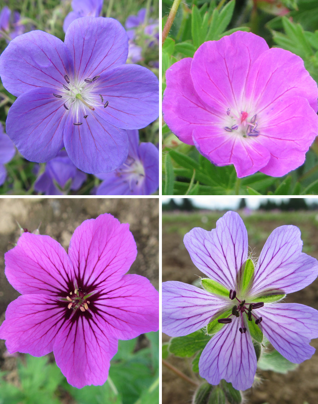 Mixed Geraniums - 9 root divisions