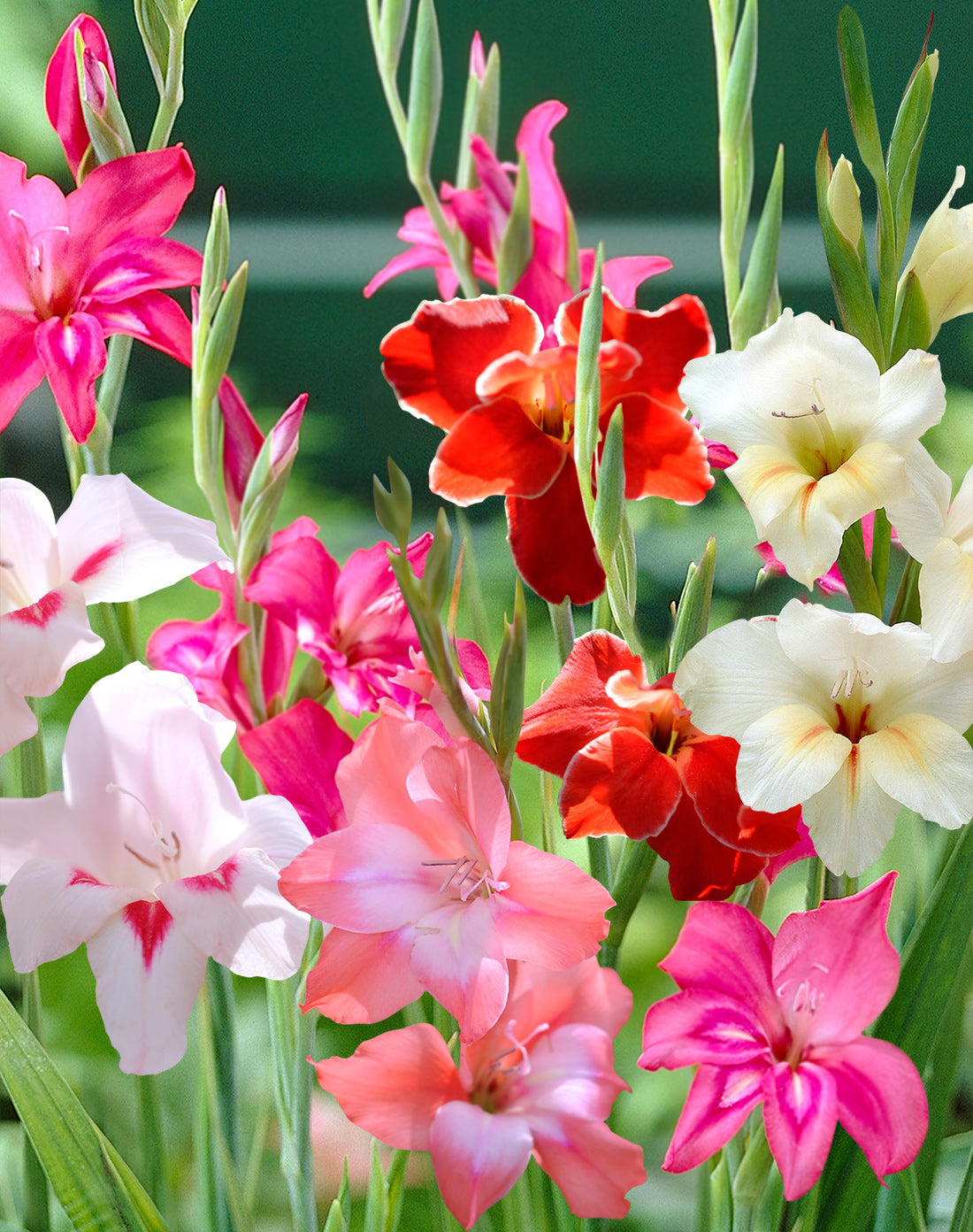 Mixed Hardy Gladiolus - 15 bulbs