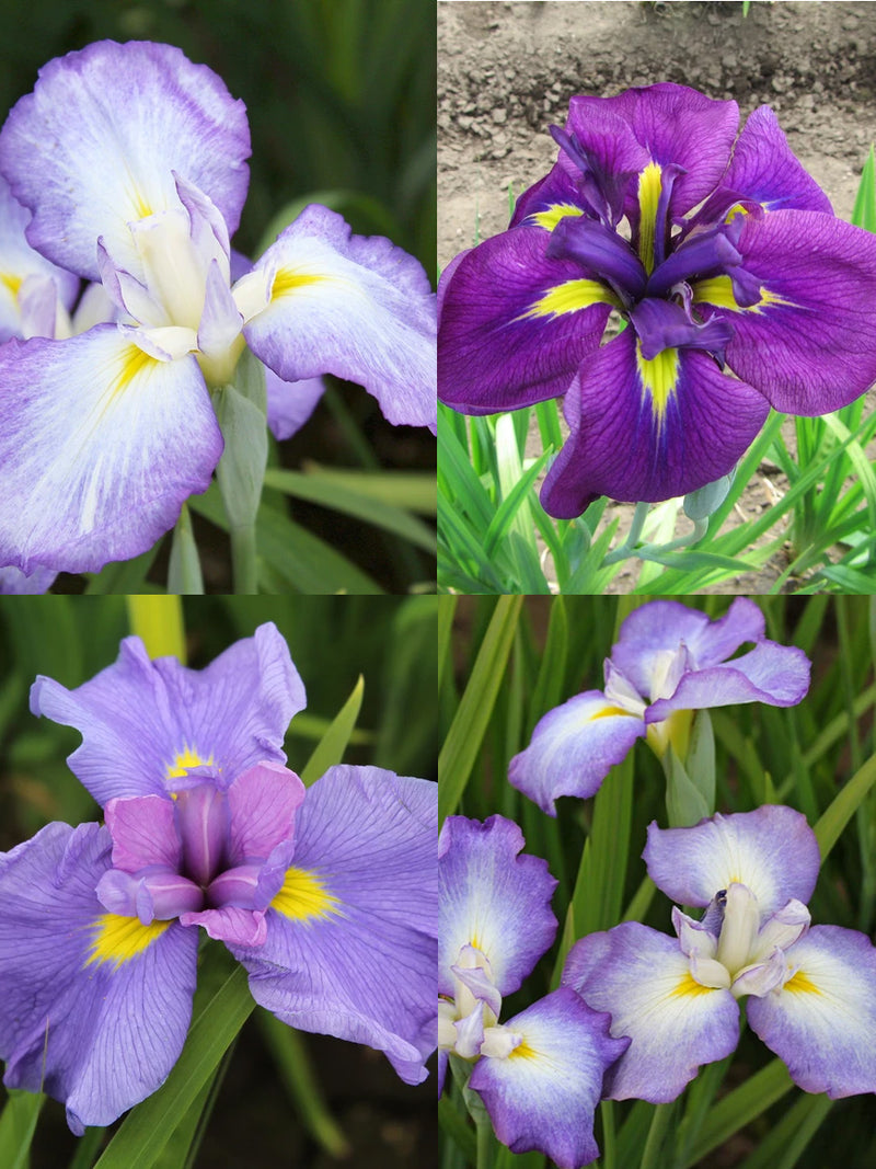 Mixed Japanese Iris ensata - 9 root divisions
