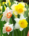 Mixed Large Cupped Daffodils - 30 bulbs