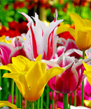 Mixed Lily Flowered Tulips - 30 bulbs
