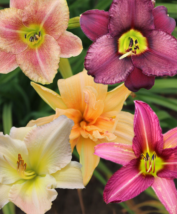 Mixed Novelty Daylilies - 9 root divisions