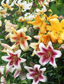 Mixed Orienpet Lilies - 15 bulbs