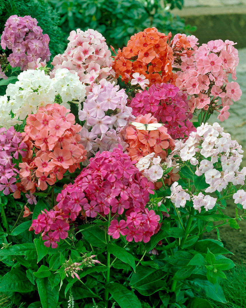 Mixed Tall Summer Phlox - 9 root divisions