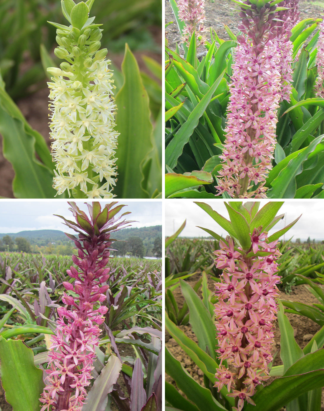 Mixed Pineapple Lily - 9 tubers