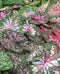 Mixed Pink Fancy Leaved Caladium - 9 tubers