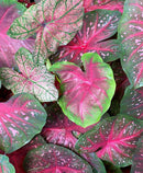 Mixed Red Fancy Leaved Caladium - 9 tubers
