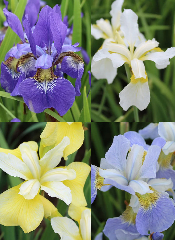 Mixed Siberian Iris sibirica - 9 root divisions