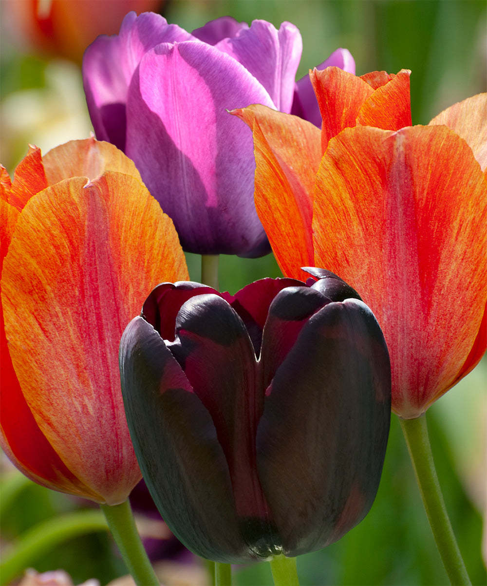 Mixed Single Late Tulips - 30 bulbs