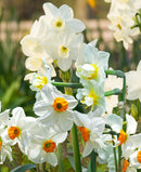 Mixed Tazetta Daffodils - 30 bulbs