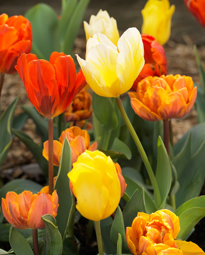 Mixed Triumph Tulips - 30 bulbs