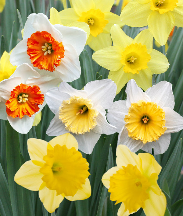 Mixed Trumpet Daffodils - 30 bulbs