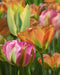 Mixed Viridiflora Tulips - 30 bulbs