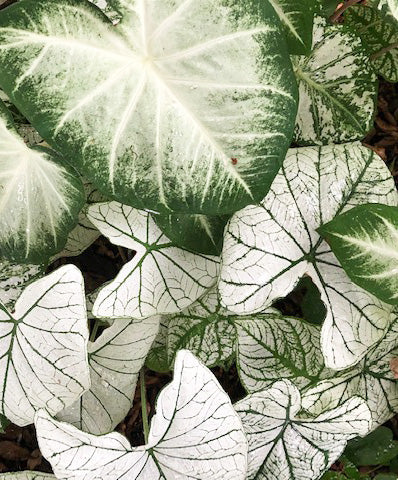 Mixed White Fancy Leaved Caladium - 9 tubers