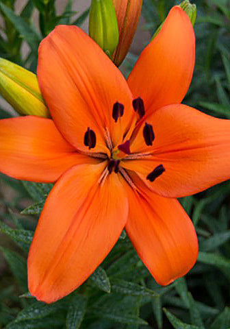 Montebello Asiatic Lily - 5 bulbs