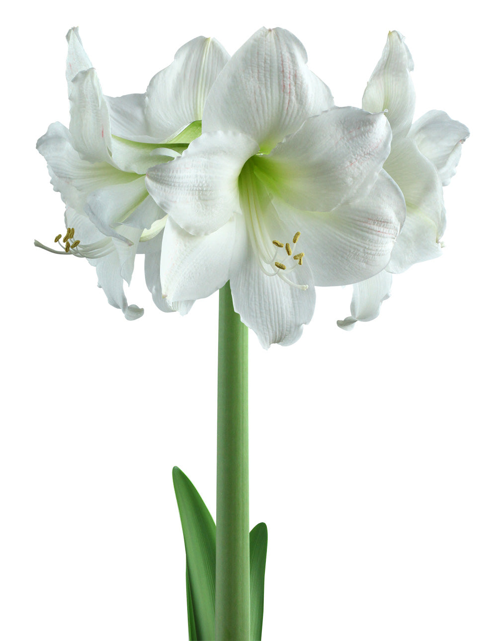 Mount Blanc Amaryllis - 1 bulb