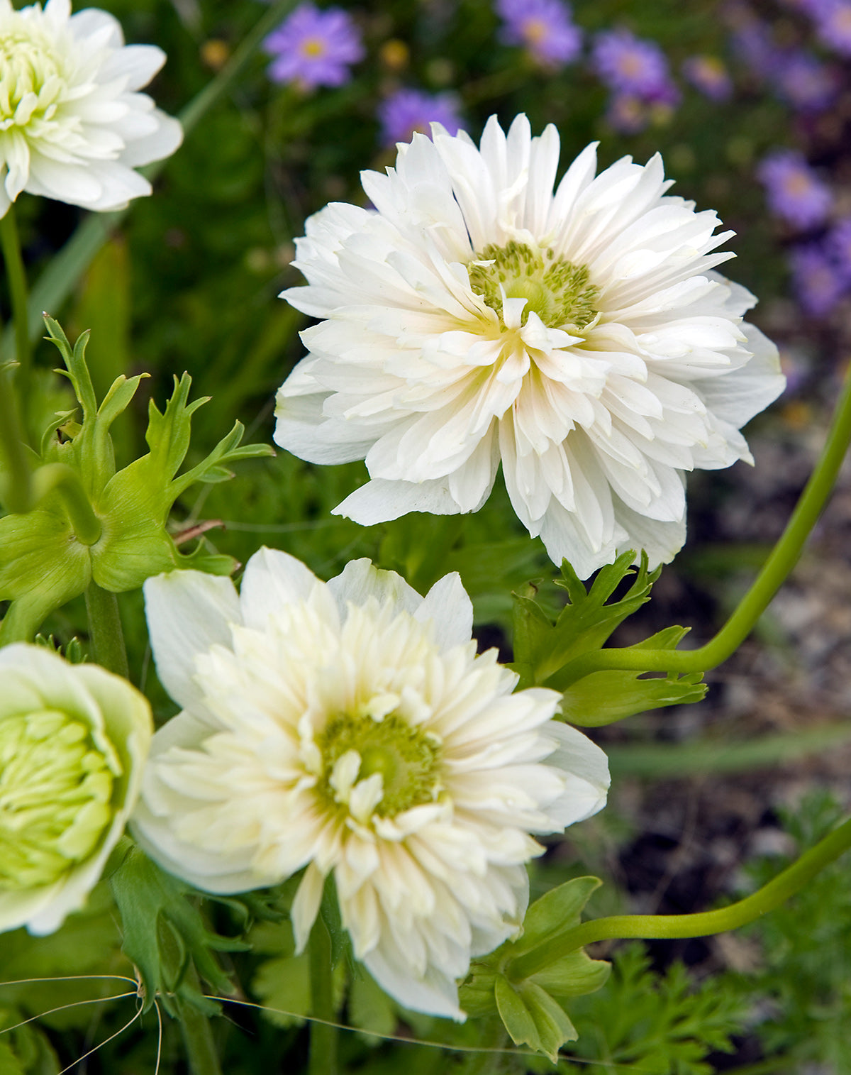 Mount Everest Anemone Coronaria - 25 bulbs