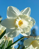 Mount Hood Trumpet Daffodil - 10 bulbs
