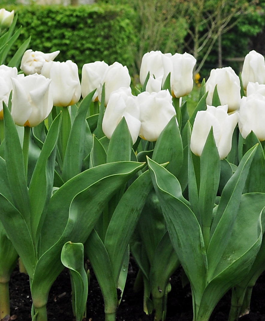 Mount Tacoma Double Late Tulip - 10 bulbs