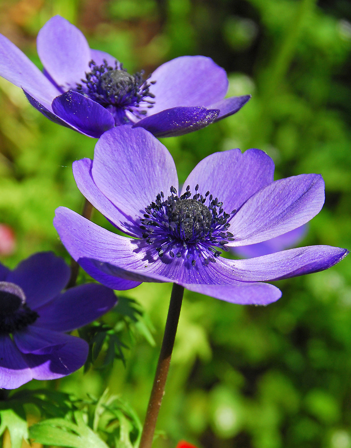 Mr. Fokker Anemone de Caen - 25 bulbs