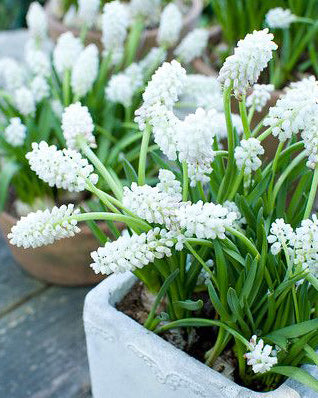 White Magic Muscari aucheri - 10 bulbs