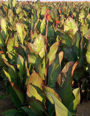 Musifolia Cannas - 3 rhizomes