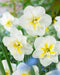Lemon Beauty Split Corona Daffodil - 10 bulbs