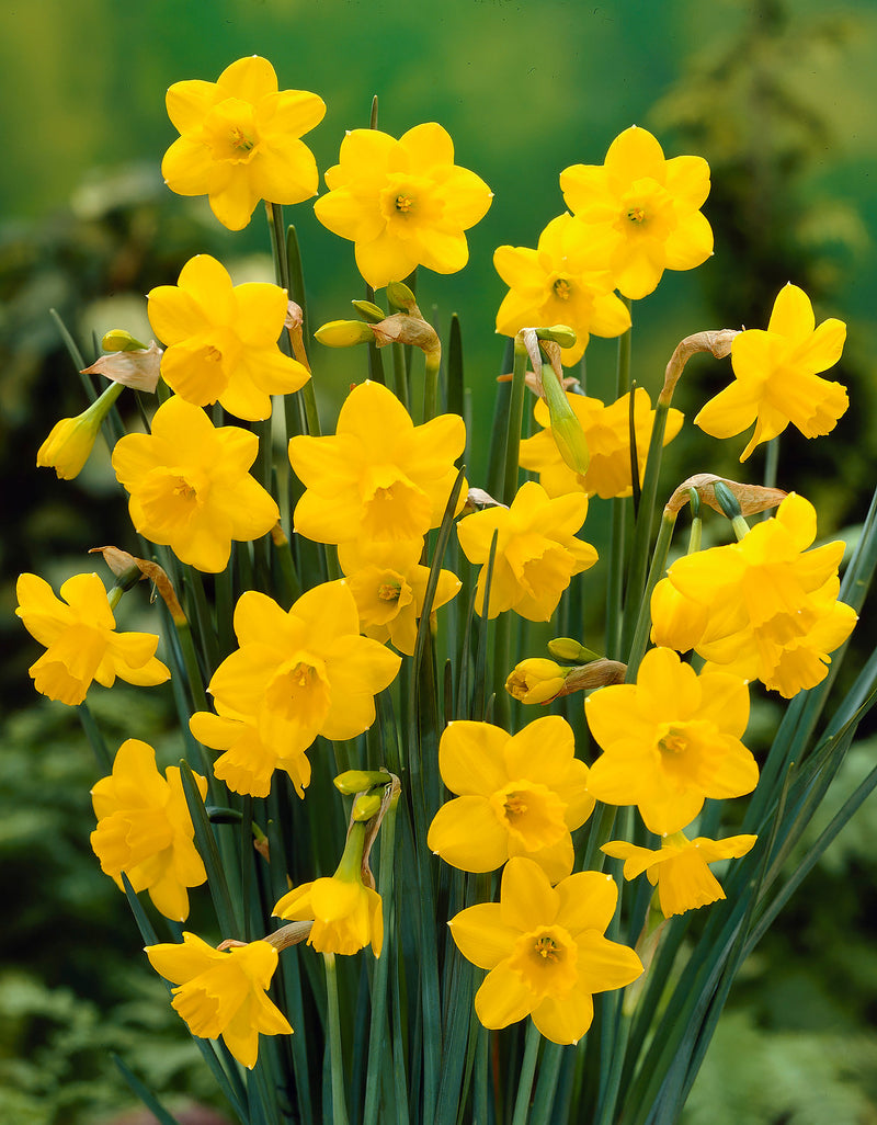 Quail Jonquilla Daffodil - 10 bulbs